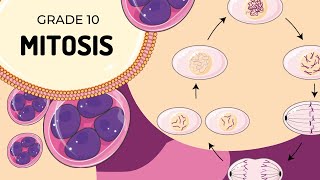 Mitosis [upl. by Groves358]