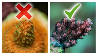 8 Ways to Improve Acropora Coral Growth  SPS Reef Tank [upl. by Ettenan]