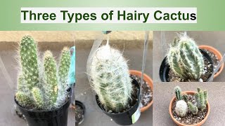 Three Types of Hairy Cactus Repotting And Care Guide [upl. by Llewon]