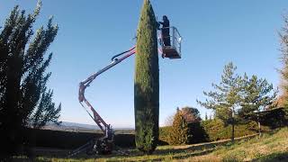 Tailler des Cyprès de Provence 🌲 [upl. by Brynne]