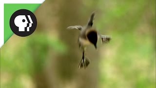 Ducklings Jump from Nest 50 Feet in the Air [upl. by Nyllij427]