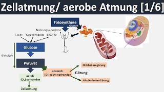 Zellatmung  aerobe Atmung  Überblick amp Zusammenfassung 16  Biologie Oberstufe [upl. by Greenebaum28]