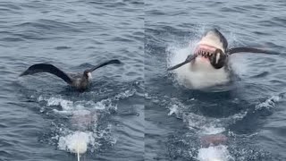 Savage Shark Snatches Bird From Water Surface [upl. by Jenica]