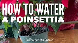 How to Water a Poinsettia [upl. by Ilagam]