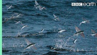 Flying Fish Picked Off From Above And Below  The Hunt  BBC Earth [upl. by Ahsirak]