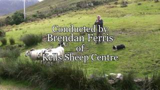 Brilliant Sheep Herding Demonstration Using Border Collies [upl. by Krissy]