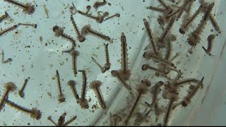 Mosquito larvae in my Garden Pond [upl. by Vinna]