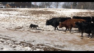 Border Collie Herding Stubborn Cattle [upl. by Ahkos567]