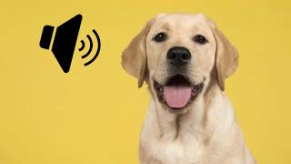 Labrador Dog Barking Sound  The SOund ButtOn [upl. by Winikka751]