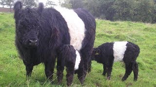 Belted Galloway Beef Cattle  Jewels Of The Pasture [upl. by Rebeca]