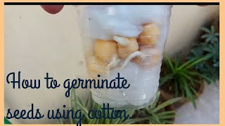 How to germinate seed using cotton balls  kids science activity [upl. by Zephaniah696]