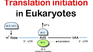 Translation initiation in eukaryotes  eukaryotic translation lecture 1 [upl. by Nahttam]