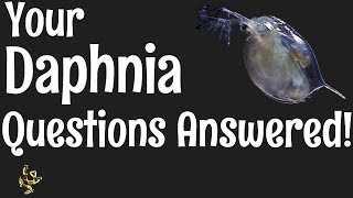 Daphnia Questions Answered [upl. by Sutit]