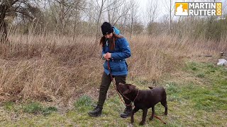 Hundetraining  Leinenführigkeit  quotSchadequot – Übung [upl. by Kudva]