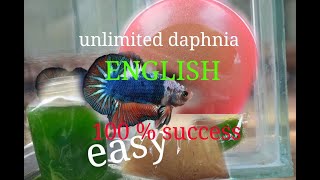 daphnia moina culture Easy way Unlimited production English  with sub Green water Chlorella [upl. by Zeta]