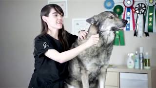 Groomer Explains How To Reduce Husky Shedding [upl. by Ayiak]