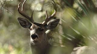 Identify Mule Deer vs Whitetailed Deer [upl. by Susejedairam783]