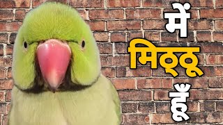 Mithu Mithu 😍 Bolne wala Tota  Talking Parrot [upl. by Pompei]