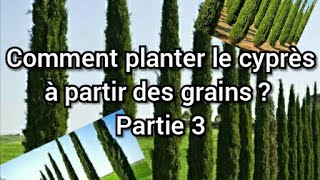 Comment planter le cyprès à partir des grains  Partie 3 [upl. by Erodeht]