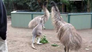 Kangaroo vs Emu FIGHT [upl. by Bette-Ann]