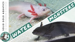 I Got Axolotls from a Fan  Unboxing My New Pets [upl. by Merce]