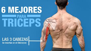 Los 6 MEJORES Ejercicios para TRICEPS ¡Basado en la Anatomía [upl. by Enilecram]