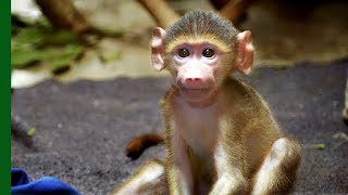 Rescued Baby Baboon Competes for Affection  Love Nature [upl. by Pincas]