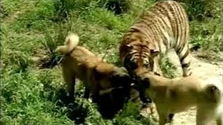 Turkish Dog Kangal Attacking Lion amp Tiger [upl. by Nethsa856]