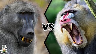 BABOON VS MANDRILL  Which is the strongest monkey [upl. by Rorry856]