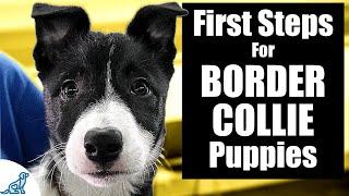 Border Collie Puppy Training  10 Skills To TEACH FIRST [upl. by Floyd393]