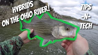 HOW TO Catching Hybrid Striped Bass on the Ohio River SLAYFEST Tips and Techniques [upl. by Neroc109]