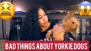 12 BAD THINGS ABOUT YORKIES  MUST WATCH [upl. by Cottle217]