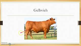 Cattle Breeds and Terms [upl. by Cirdek338]