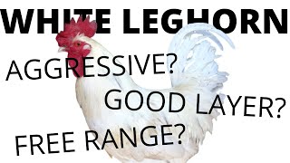 WHITE LEGHORNS All You Need To Know About These Chickens [upl. by Samtsirhc]