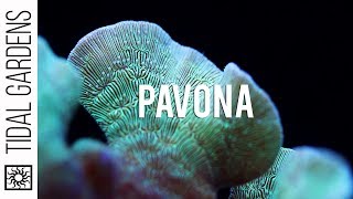 Pavona The Perfect Beginner SPS Coral Overview and Care Tips [upl. by Kenlay444]