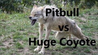 Pitbull Dog vs Huge Coyote Fight  WHO WINS   REAL ATTACK [upl. by Aholah]