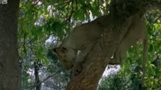 Lion Cubs Trying to Hunt Baboons  Wildlife  BBC Studios [upl. by Andres]