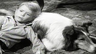 Lassie  The Crash  Lassie English Full Episodes [upl. by Pru55]