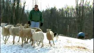 Training Border Collies [upl. by Noyes]