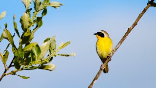 Spring Songbirds in 4K 7 Hours of Beautiful Bird Scenes amp Sounds for Relaxation Study Sleep UHD [upl. by Abbie]