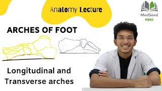 Arches of Foot Anatomy  In detail explaination  Longitudinal and Transverse arches  Medseed MBBS [upl. by Aicinod552]