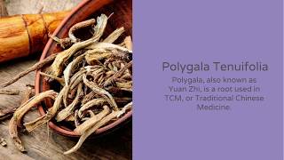 The Top Benefits of Polygala tenuifolia  Nootropics Depot [upl. by Llehsyar]