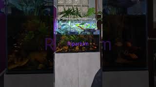 riparium [upl. by Choo]