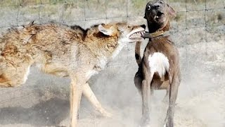 Dog vs Coyote Real Life Footage Compilation [upl. by Thaine]