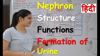 Nephron in Hindi  Structure  Functions  Urine formation  RajNEET Medical Education [upl. by Judus297]