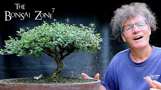 Less is More Pruning my Serissa foetida Bonsai The Bonsai Zone Aug 2020 [upl. by Oletta]