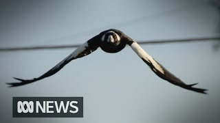 Cyclist dies while fleeing swooping magpie  ABC News [upl. by Armanda]