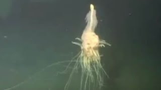 See rare video of flying spaghetti monster [upl. by Cheadle]