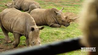 Virtual Safari Tour at Werribee Open Range Zoo [upl. by Kcerred]