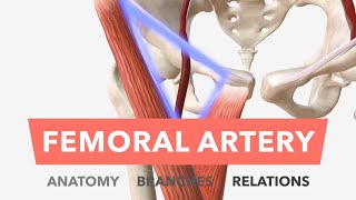 Femoral Artery  Anatomy Branches amp Relations [upl. by Yecam351]